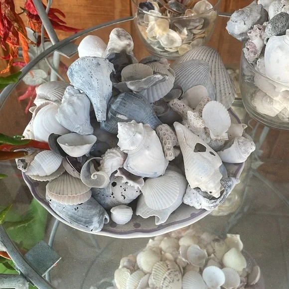 Beautiful shells - Picture 2 of 3